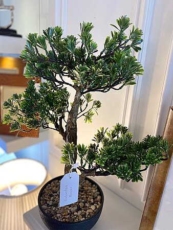 İthal Pinus Bonzai Ağacı - 2