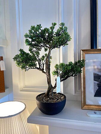 İthal Pinus Bonzai Ağacı