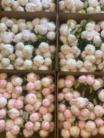 Premium 1.Kalite Pembe Şakayık - 3