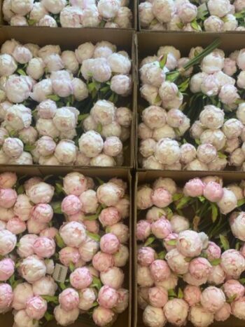Premium 1.Kalite Pembe Şakayık - 3