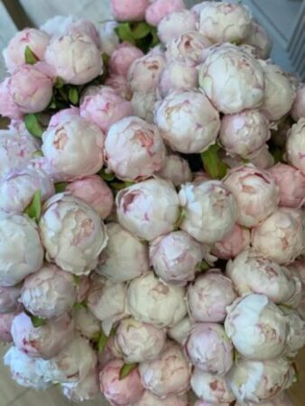 Premium 1.Kalite Pembe Şakayık - 4